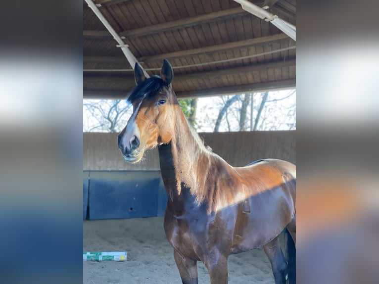 Oldenburg Giumenta 10 Anni 172 cm Baio in Hofheim am Taunus