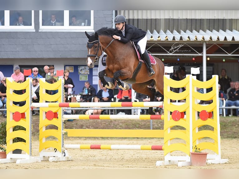 Oldenburg Giumenta 10 Anni 172 cm Baio in Hofheim am Taunus