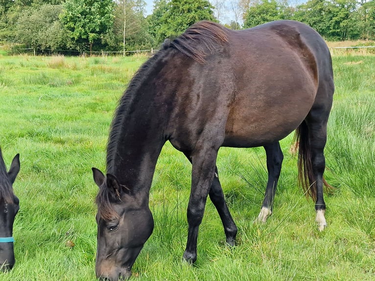 Oldenburg Giumenta 10 Anni 172 cm Baio nero in Wittmund
