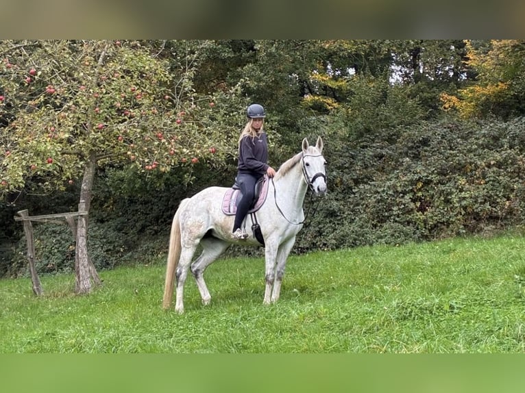 Oldenburg Giumenta 10 Anni 173 cm Grigio in Aachenaachen