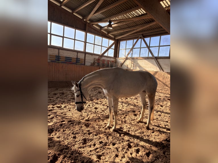 Oldenburg Giumenta 10 Anni 173 cm Grigio pezzato in Aachen
