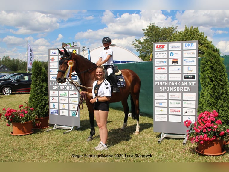 Oldenburg Giumenta 10 Anni Baio in Heldrungen