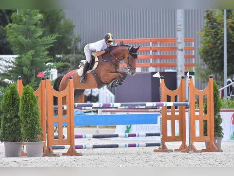Oldenburg Giumenta 10 Anni Baio ciliegia in Tök