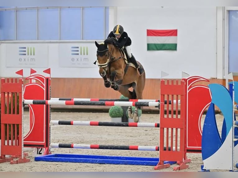 Oldenburg Giumenta 10 Anni Baio ciliegia in Tök