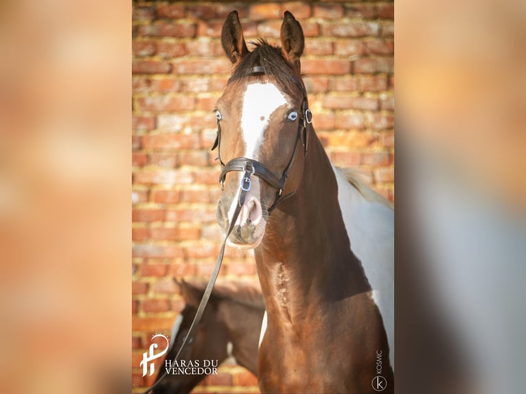 Oldenburg Giumenta 11 Anni 162 cm Tobiano-tutti i colori in Marly-sous-Issy