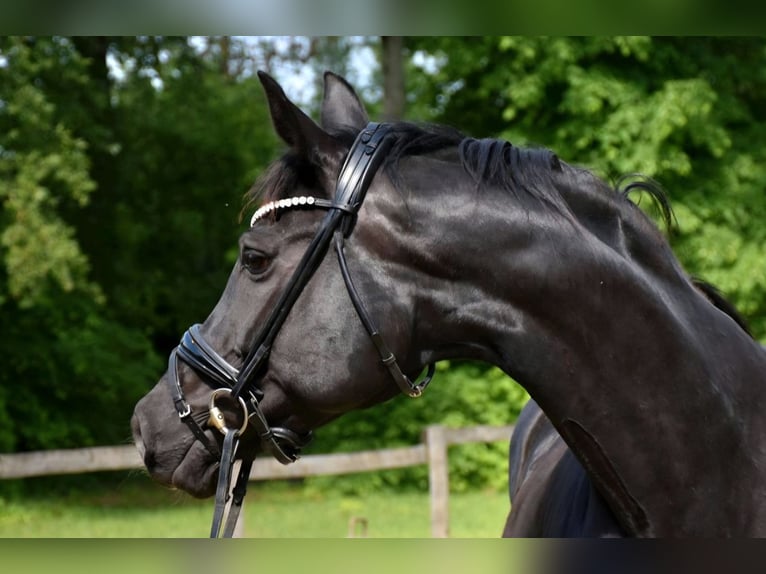 Oldenburg Giumenta 11 Anni 163 cm Baio scuro in Neuss