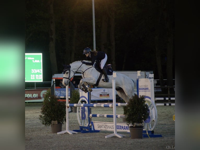 Oldenburg Giumenta 11 Anni 164 cm Grigio in Rhede