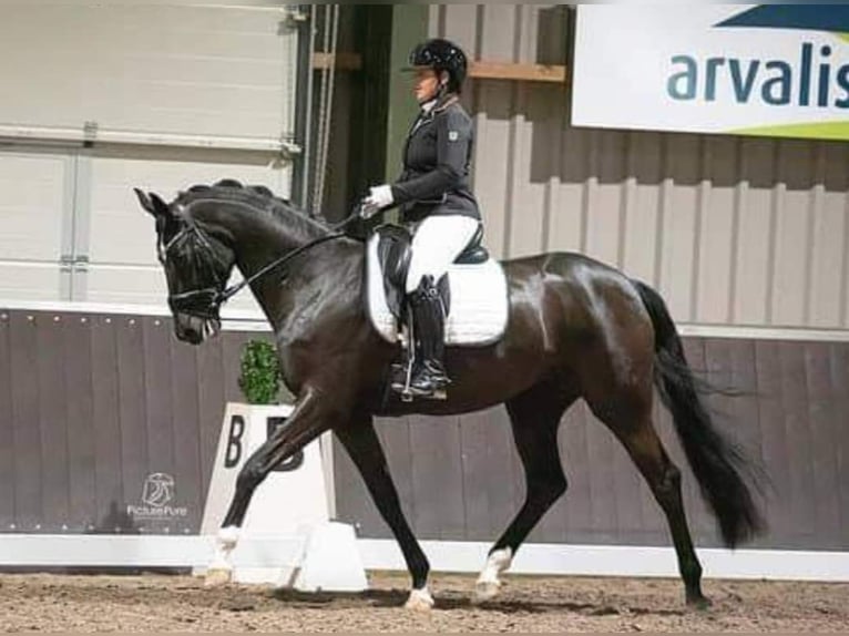 Compra Cavallo da hobby della Westfalia Vittoria - L Dressage all'ingrosso