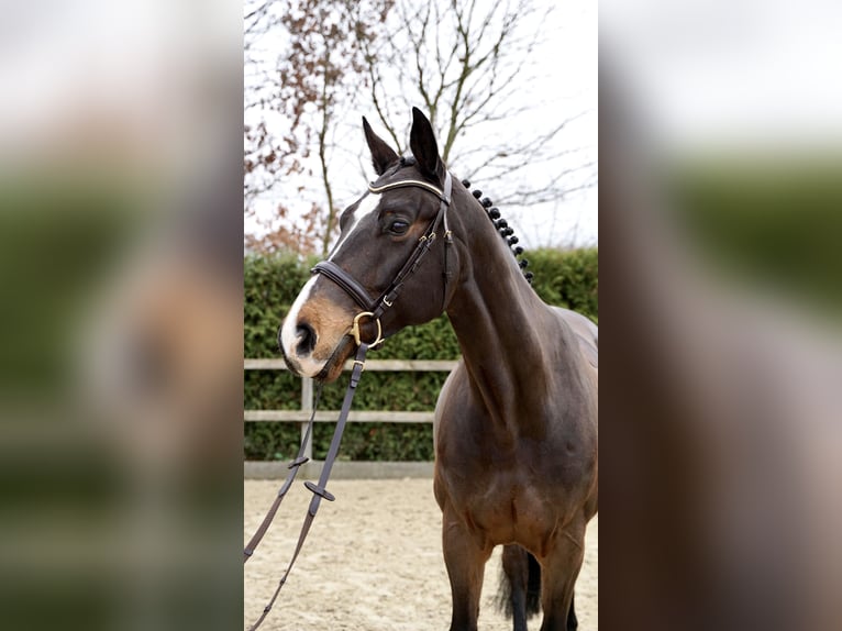 Oldenburg Giumenta 11 Anni 165 cm Baio scuro in Lohne