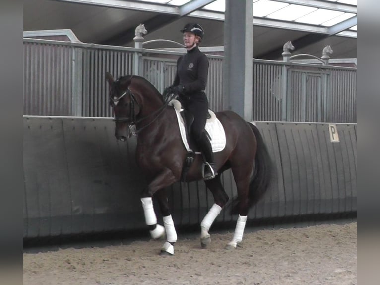 Oldenburg Giumenta 11 Anni 165 cm Sauro scuro in Harskamp