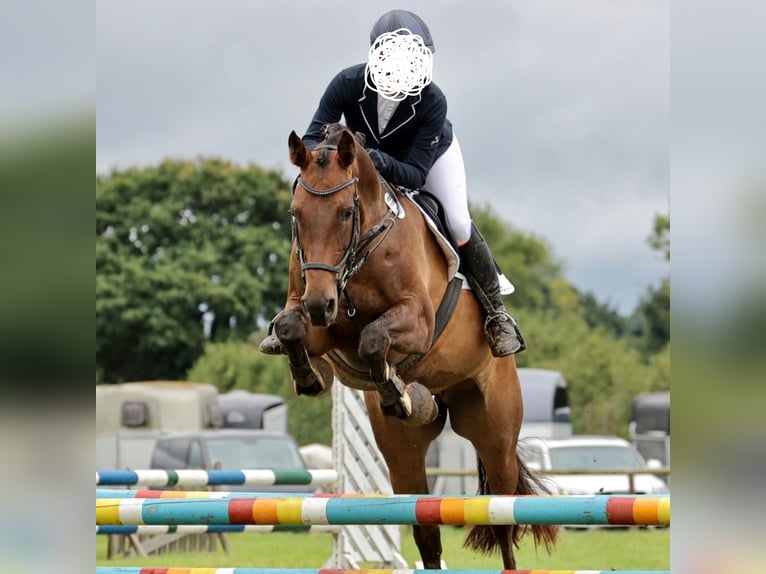 Oldenburg Giumenta 11 Anni 165 cm Sauro scuro in Trappenkamp