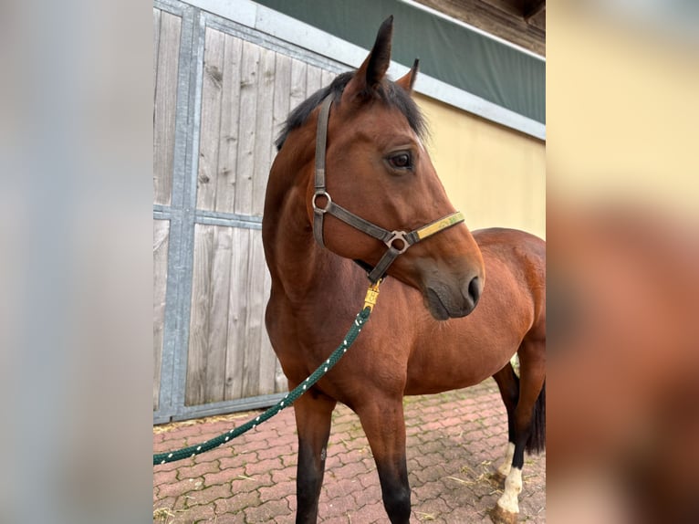 Oldenburg Giumenta 11 Anni 166 cm Baio in Walzbachtal