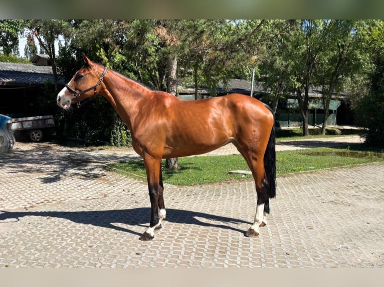 Oldenburg Giumenta 11 Anni 167 cm Baio in Grote-Brogel