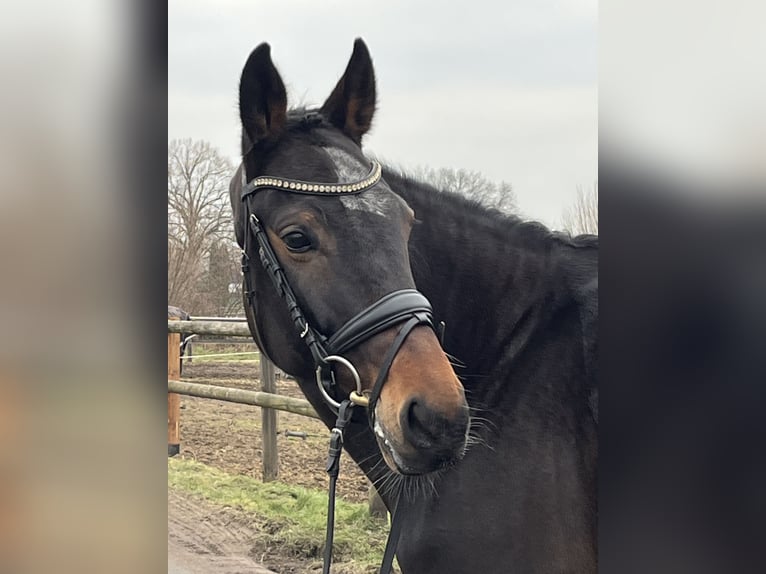 Oldenburg Giumenta 11 Anni 167 cm Baio in Tremsbüttel