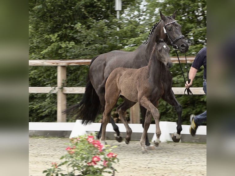 Oldenburg Giumenta 11 Anni 167 cm Baio nero in Garrel