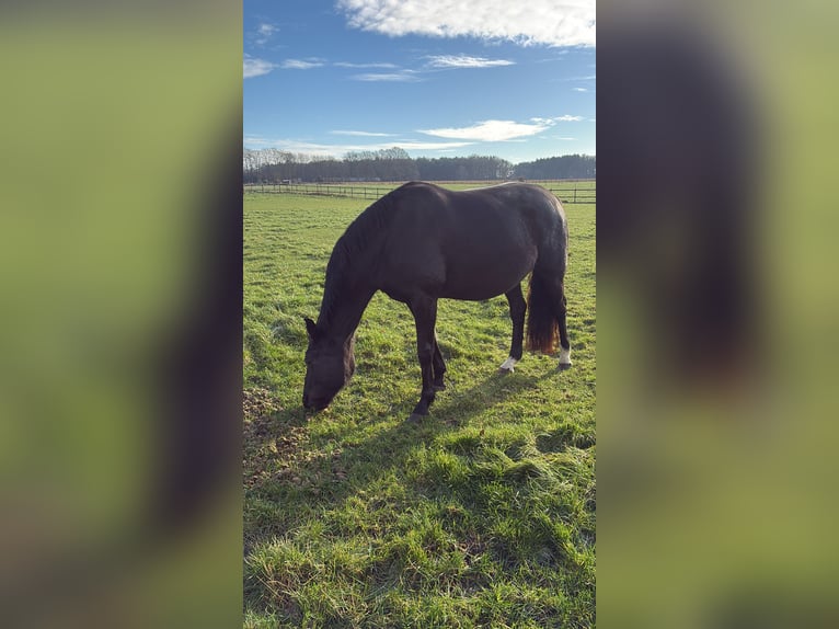 Oldenburg Giumenta 11 Anni 167 cm Baio nero in Löningen