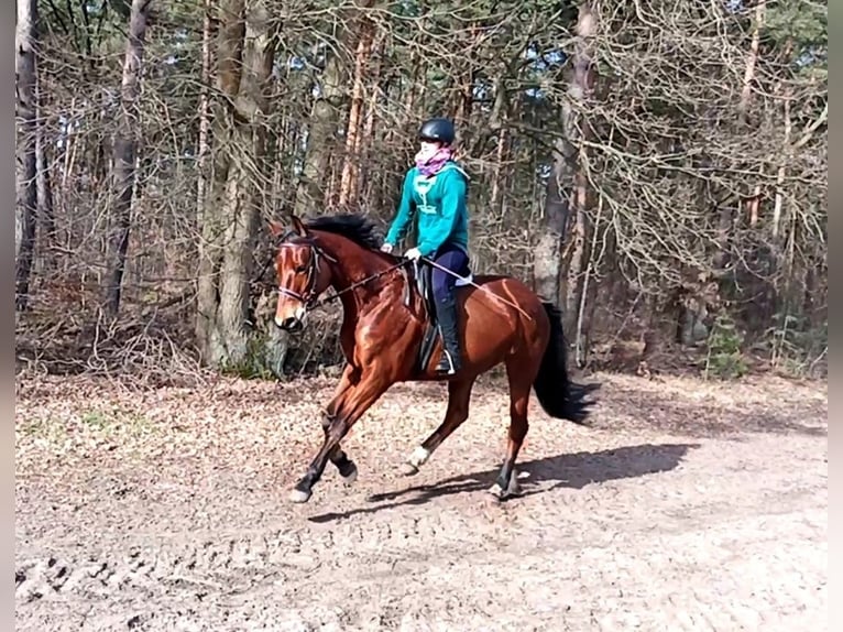 Oldenburg Giumenta 11 Anni 168 cm Baio in Wedemark