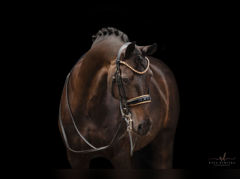 Oldenburg Giumenta 11 Anni 168 cm Baio nero in Wehringen