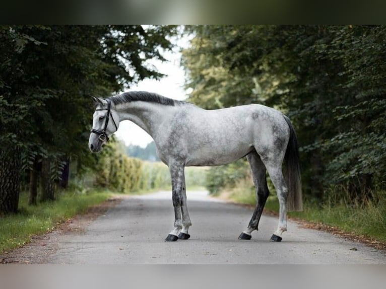 Oldenburg Giumenta 11 Anni 169 cm Grigio in Mansuè