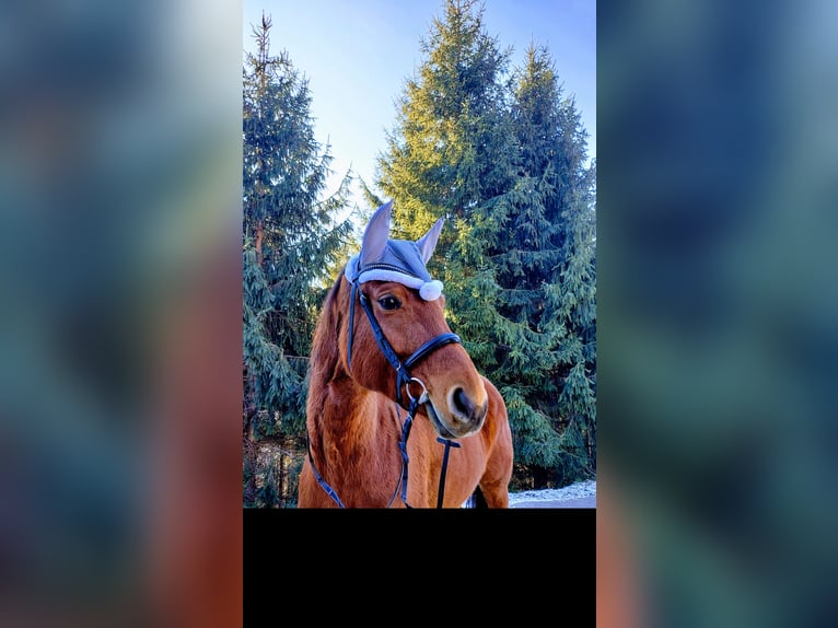 Oldenburg Giumenta 11 Anni 170 cm Baio in Feldkirch