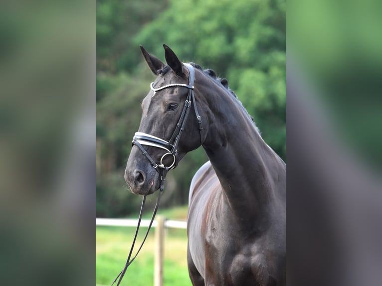 Oldenburg Giumenta 11 Anni 170 cm Baio nero in Sternberg