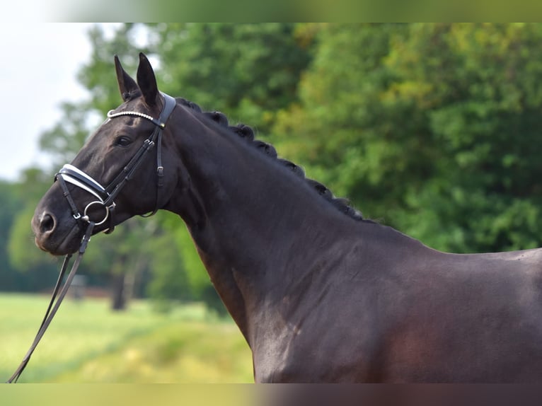 Oldenburg Giumenta 11 Anni 170 cm Baio nero in Sternberg