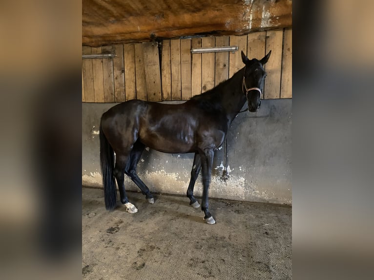 Oldenburg Giumenta 11 Anni 170 cm Morello in Anzeling