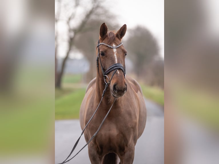 Oldenburg Giumenta 11 Anni 170 cm Sauro scuro in Geestland