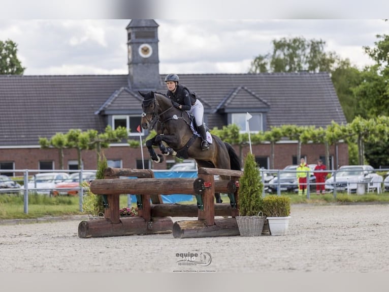 Oldenburg Giumenta 11 Anni 172 cm Baio nero in Heinsberg