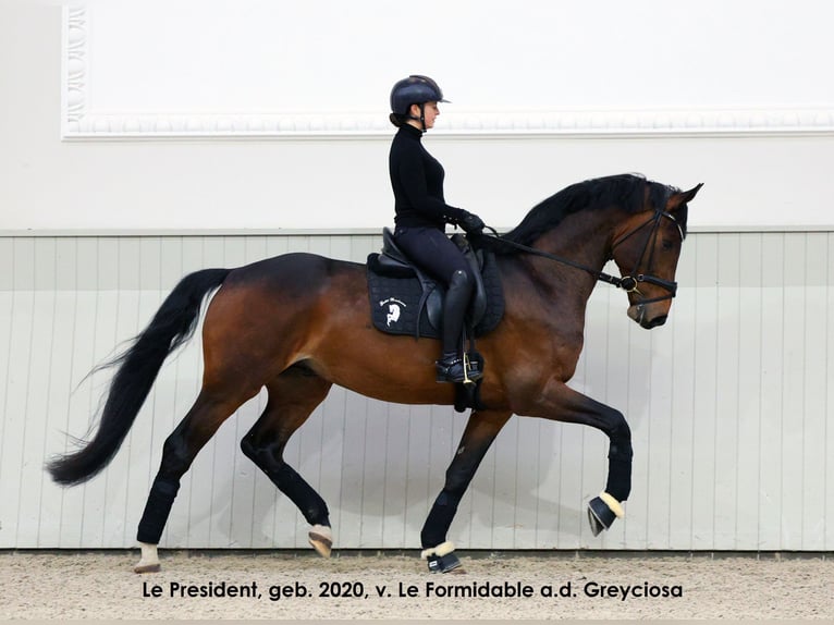 Oldenburg Giumenta 11 Anni 172 cm Baio nero in Werder