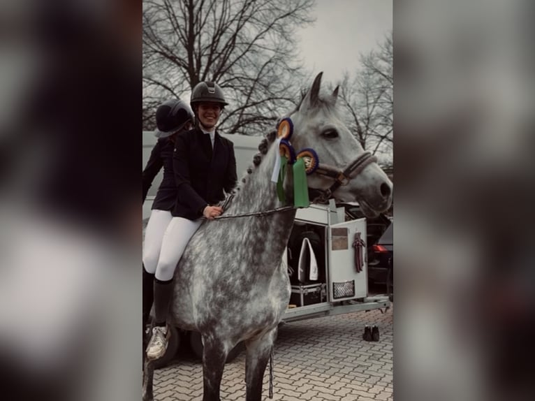 Oldenburg Giumenta 11 Anni 173 cm Grigio pezzato in Barsinghausen