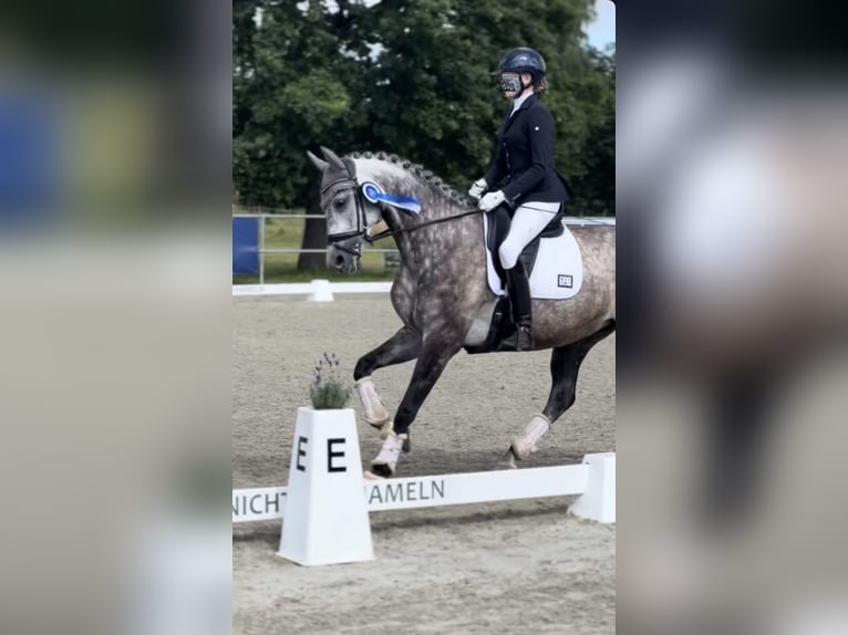 Oldenburg Giumenta 11 Anni 173 cm Grigio pezzato in Barsinghausen