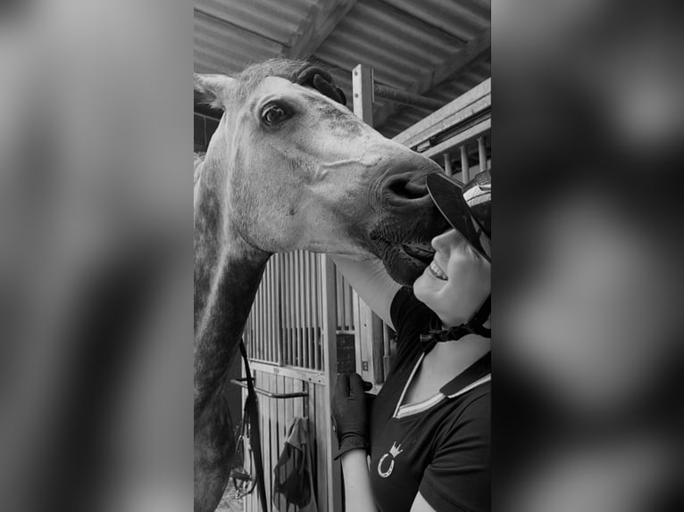 Oldenburg Giumenta 11 Anni 173 cm Grigio pezzato in Barsinghausen