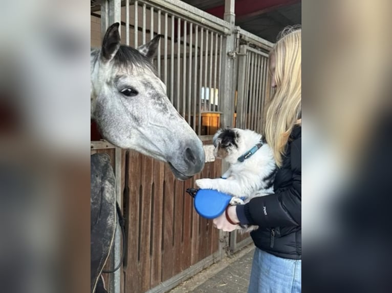 Oldenburg Giumenta 11 Anni 173 cm Grigio pezzato in Barsinghausen