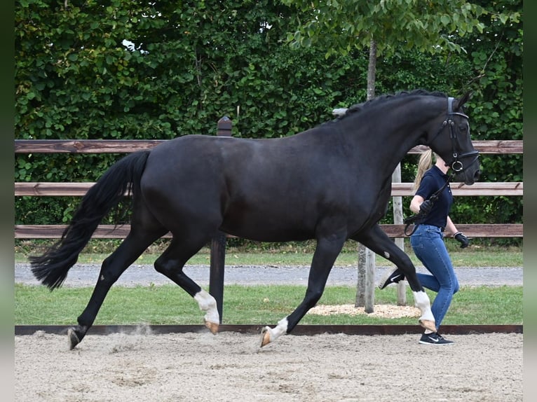 Oldenburg Giumenta 11 Anni 173 cm Morello in Blunk