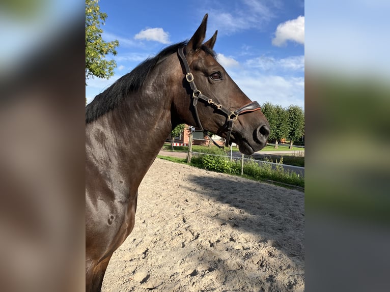 Oldenburg Giumenta 11 Anni 174 cm Baio in Großheide