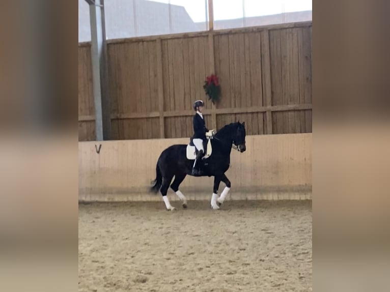 Oldenburg Giumenta 11 Anni 174 cm Baio scuro in Aurachtal