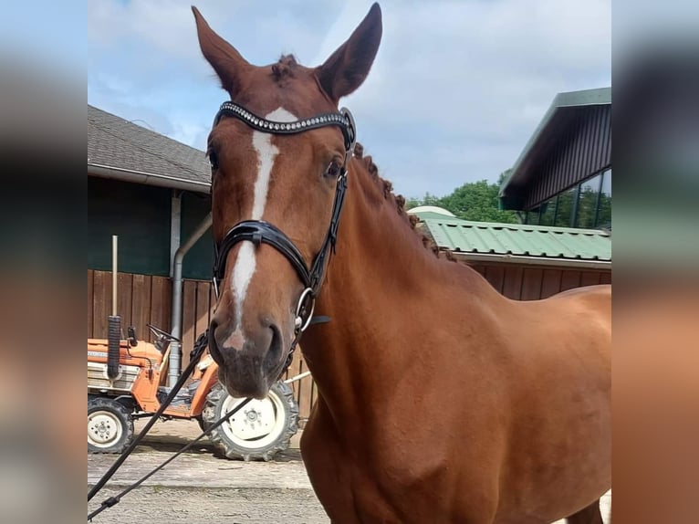 Oldenburg Giumenta 11 Anni 175 cm Sauro in BROCKUM