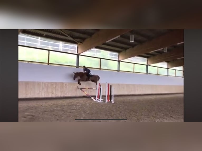 Oldenburg Giumenta 11 Anni 175 cm Sauro in Meinerzhagen