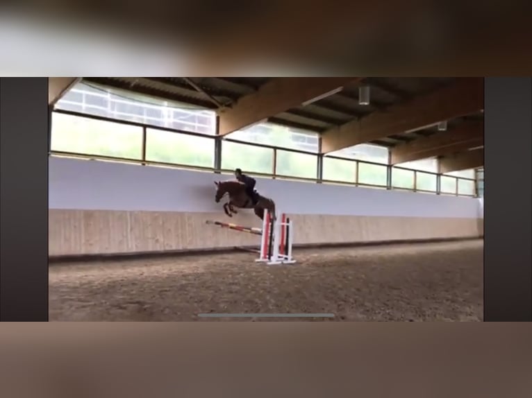 Oldenburg Giumenta 11 Anni 175 cm Sauro in Meinerzhagen