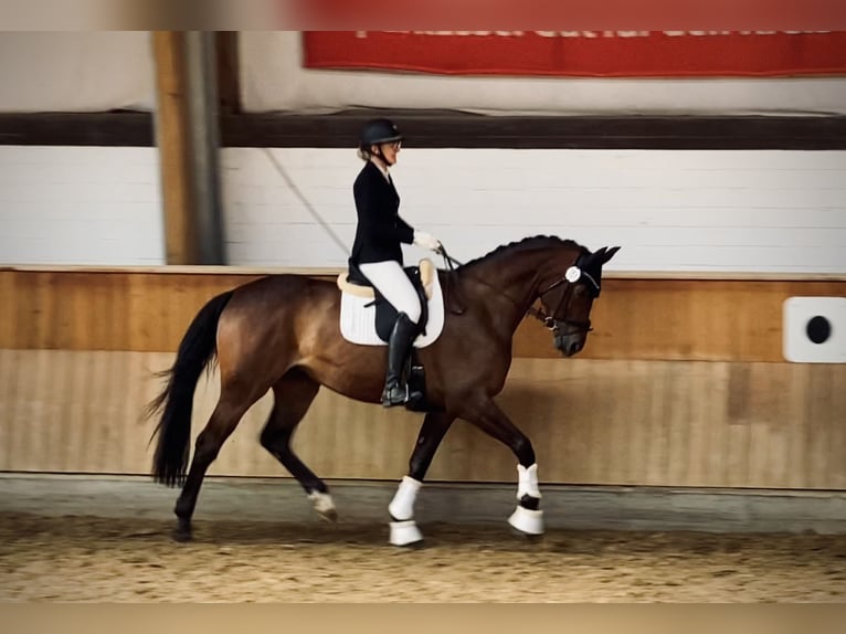 Oldenburg Giumenta 11 Anni 176 cm Baio scuro in Paderborn