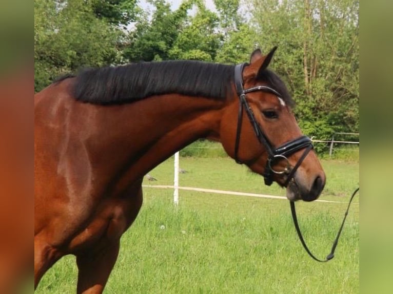 Oldenburg Giumenta 11 Anni Baio in Delbrück