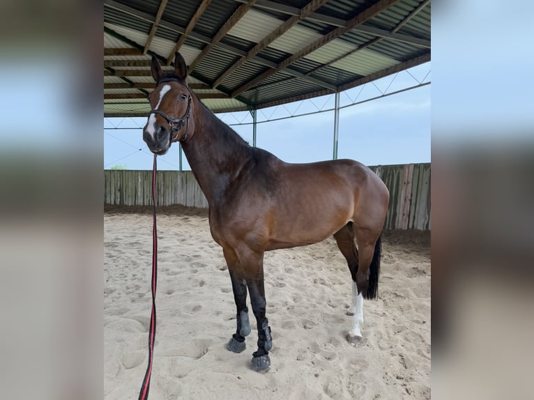 Oldenburg Giumenta 11 Anni Baio ciliegia in Mlad&#xE1; Boleslav