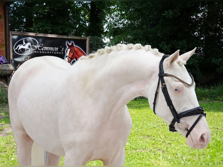 Oldenburg Giumenta 11 Anni in Löningen