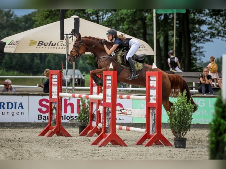 Oldenburg Giumenta 12 Anni 163 cm Sauro in Meppen