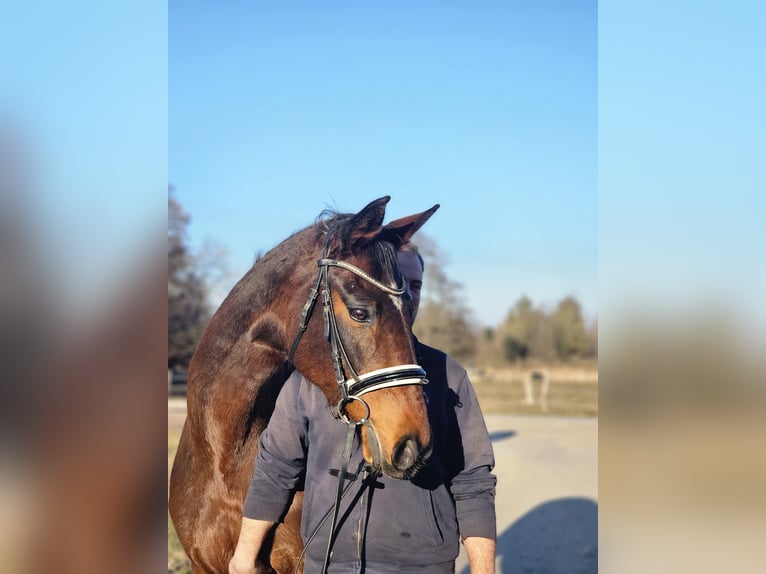 Oldenburg Giumenta 12 Anni 165 cm Baio in Dießen am Ammersee
