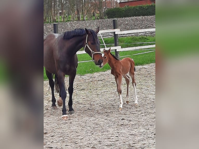 Oldenburg Giumenta 12 Anni 165 cm Baio in Südbrookmerland Victorbur