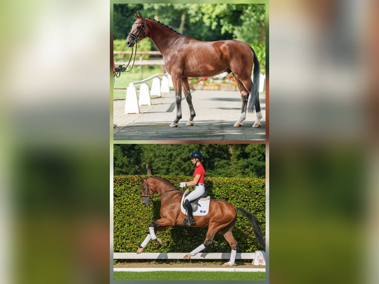 Oldenburg Giumenta 12 Anni 165 cm Baio scuro in Ganderkesee