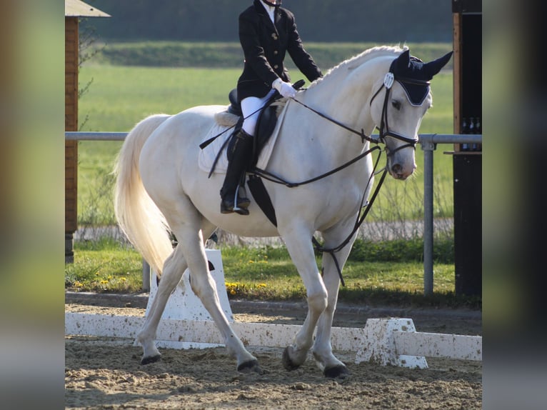 Oldenburg Giumenta 12 Anni 165 cm Grigio in Lahnau