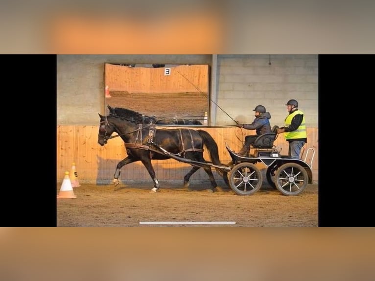 Oldenburg Giumenta 12 Anni 166 cm Morello in Süderlügum